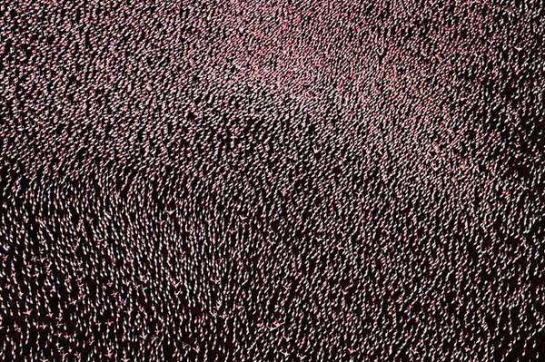 Озеро мільйонів рожевих фламінго (фото)