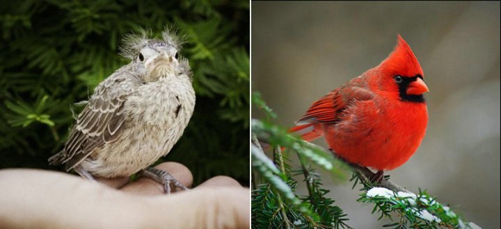 Пташенята та дорослі птахи (фото)