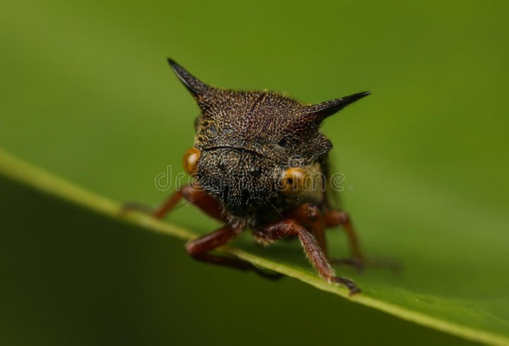 У Нікарагуа відкрили нову комаху, яка виглядає як позаземна істота (фото)