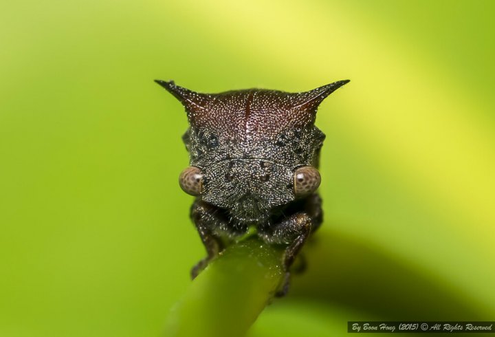 У Нікарагуа відкрили нову комаху, яка виглядає як позаземна істота (фото)