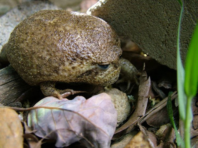 Африканський вузькорот - найсумніша в світі жаба, яка не вміє стрибати (фото)