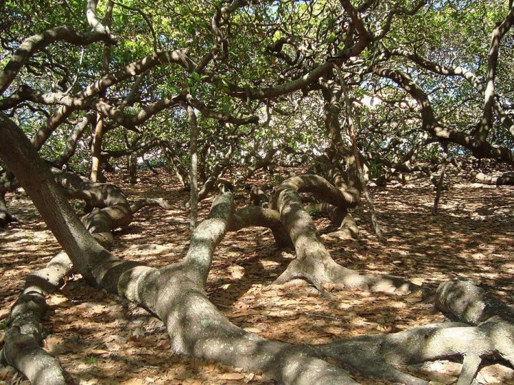 Окреме дерево в Бразилії виглядає як мініатюрний ліс (фото)