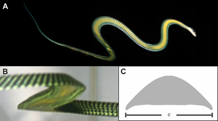 Летюча райська змійка - змія, яка вміє літати (фото)
