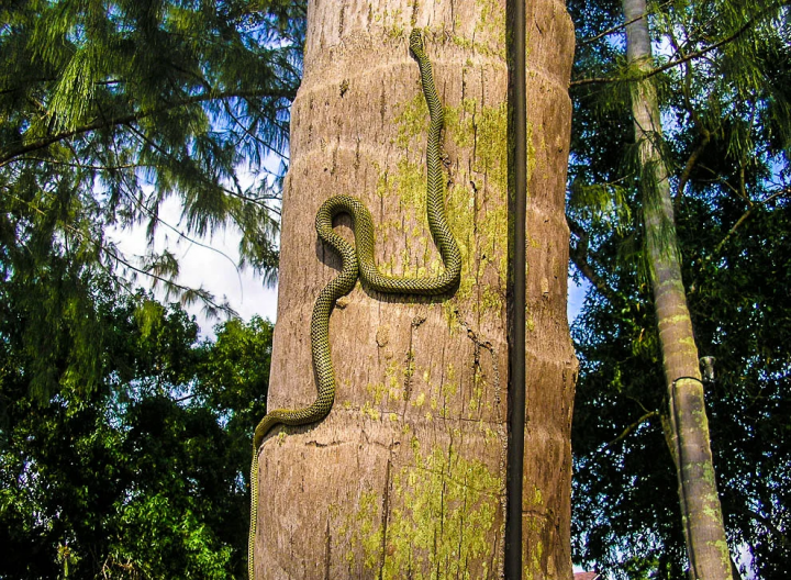 Летюча райська змійка - змія, яка вміє літати (фото)