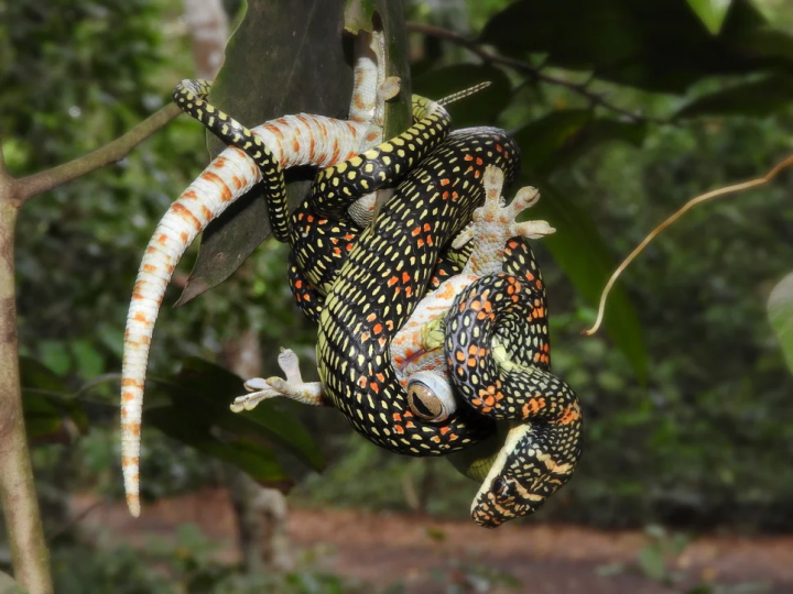 Летюча райська змійка - змія, яка вміє літати (фото)