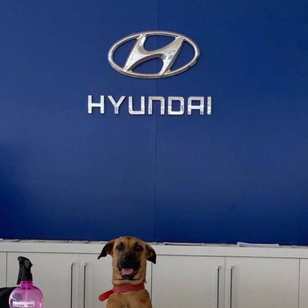 У Бразилії доброзичливого бродячого собаку взяли на роботу в автосалон (фото)
