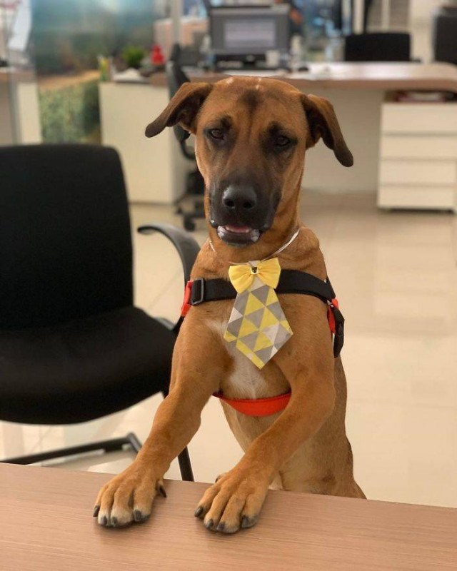 У Бразилії доброзичливого бродячого собаку взяли на роботу в автосалон (фото)