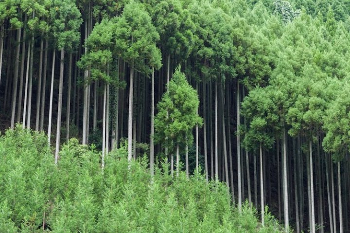 Давня японська техніка 14 століття дозволяє виробляти пиломатеріали без необхідності вирубувати дерева