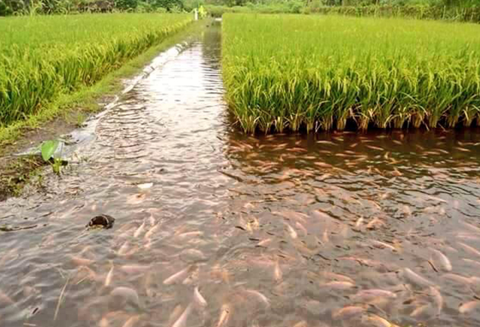 Чому на рисові поля запускають рибу?