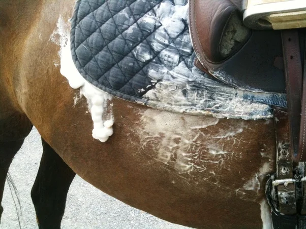 Навіщо голять коней? (фото)