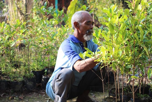 Індонезієць самостійно висадив понад 11 тисяч дерев, перетворивши посушливі пагорби в зелений оазис (фото)