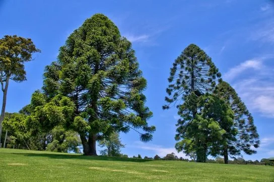 Доісторичне дерево-монстр з найбільшими в світі шишками (фото)