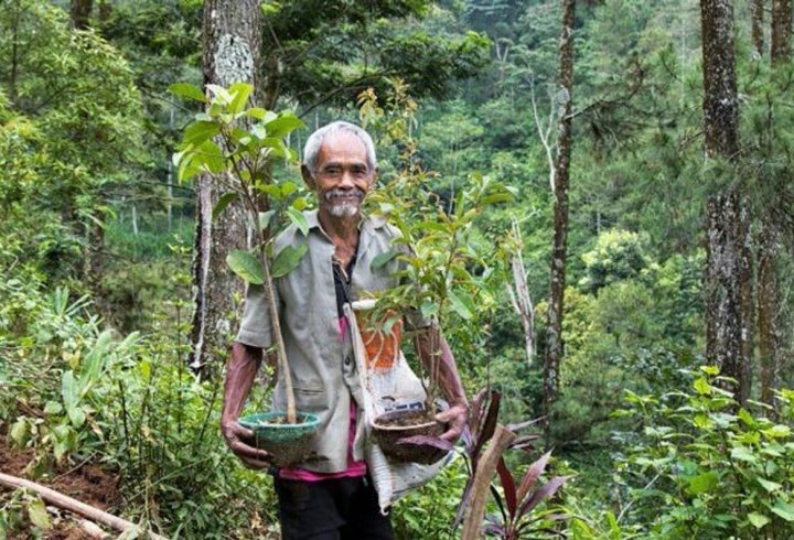 Індонезієць самостійно висадив понад 11 тисяч дерев, перетворивши посушливі пагорби в зелений оазис (фото)