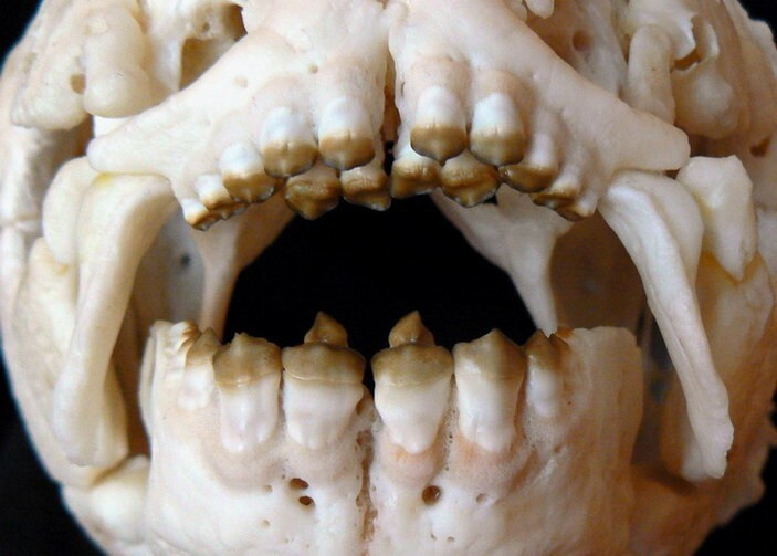 Як виглядають зуби різних тварин (фото)