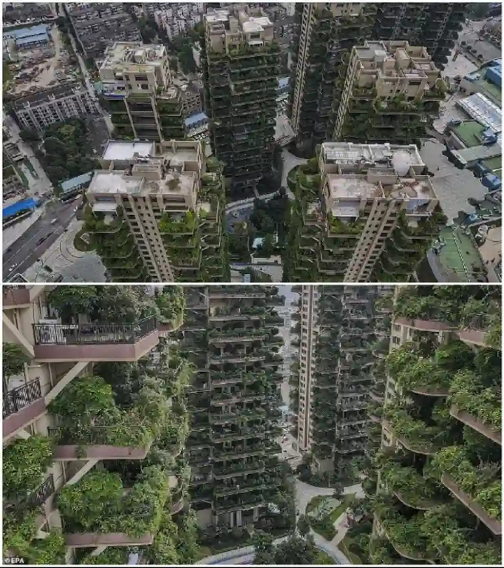 Знаменитий китайський «вертикальний ліс» перетворився на місто-привид. Там живуть 10 сімей (фото, відео)