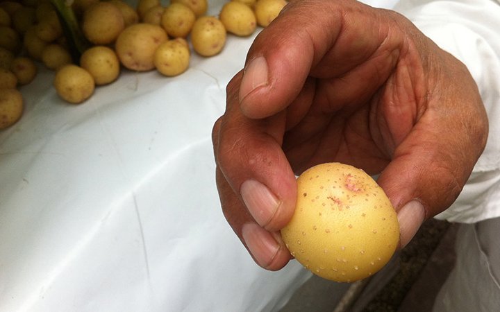 Як вирощують картоплю в повітрі без землі (фото, відео)