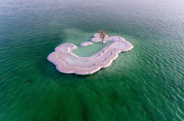 Таємниця самотнього дерева посеред Мертвого моря (фото)