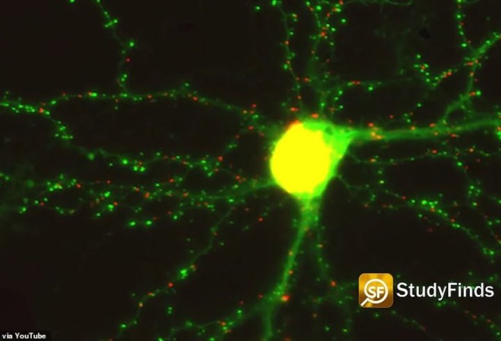 Вчені записали на відео, як мозок формує нові спогади