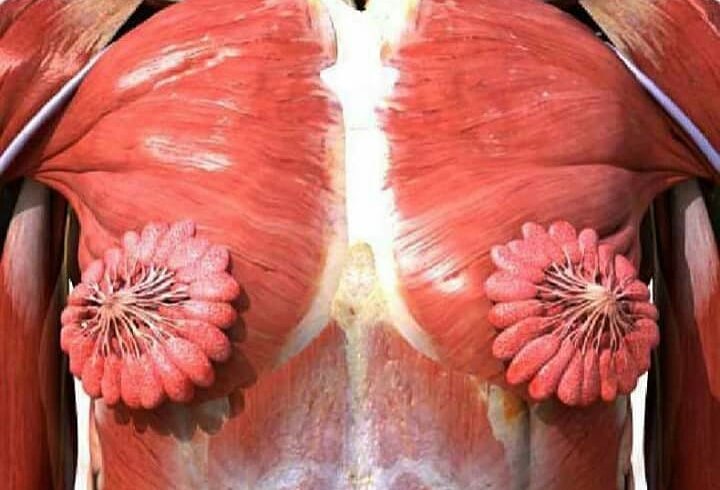 Короткий урок анатомії про те, як працюють жіночі груди