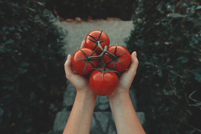 Помідор чи томат: яка різниця?