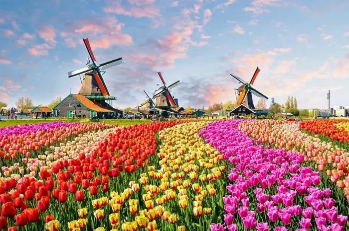 Як тюльпани ледь не зруйнували економіку Нідерландів, а тепер годують всю країну (фото)