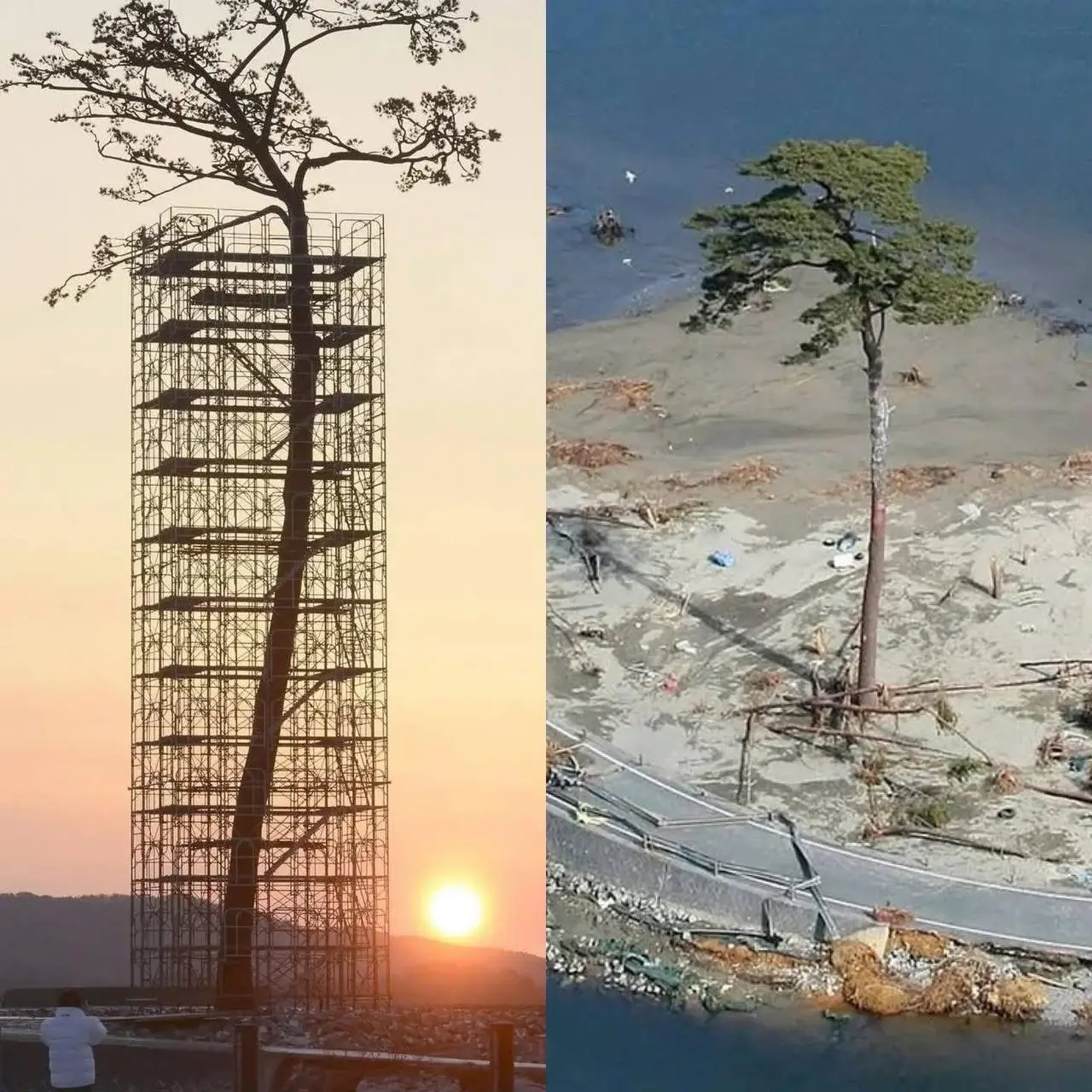 Самотня сосна Рікузентаката: дерево, що перемогло цунамі